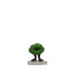 Awakened Shrub - Ghost Light - #08
